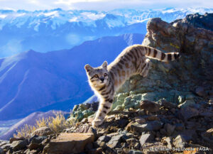 El gato andino: entre la leyenda y su conservación