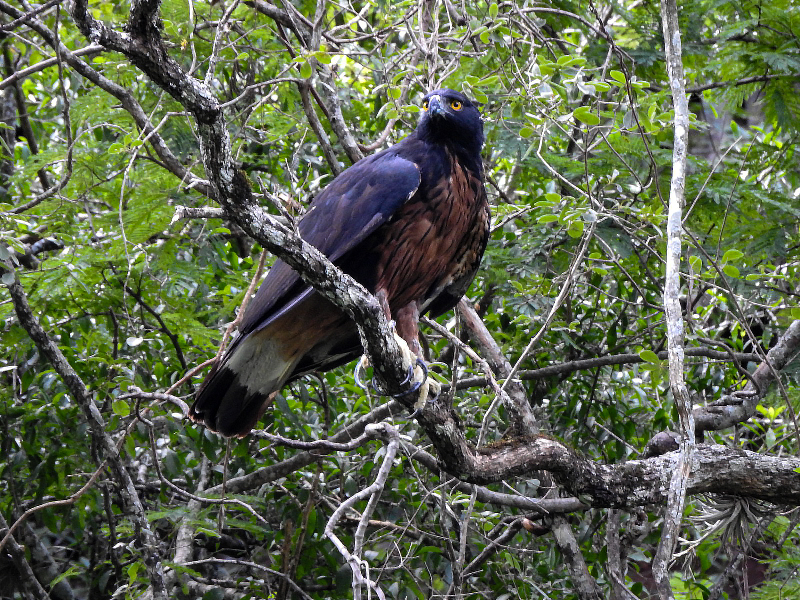 La defensa multipaís del águila andina en los Andes Tropicales